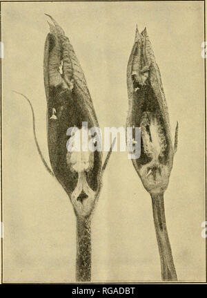 . Bulletin der US-Landwirtschaft. Die Landwirtschaft. 12 BULLETIN 643, USLANDWIRTSCHAFTSMINISTERIUM. Verdorrte, die Triebspitze. In diesem Fall die Eier waren nur über die Blätter und Blütenstiele gelegt. Wenn die Eier sind in der älteren aber noch sehr jung und saftige Wassermelone Rebsorten gelegt, die larvse Schraffuren, Tunnel, auf ihre Weise. Abb. 11. - Melone - fliegen Eier in Blüten von Kürbis. Zwei Knospen der männlichen Blüte geschnitten, um die Eier durch die Corolla hinterlegt. (Autoren Abbildung.) Durch den Weinstock, auswärts zu essen, das Zentrum und ihn zu veranlassen, zu welken und sterben. Abbildung 10 zeigt eine Rebe Abschnitt Stockfoto