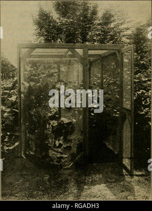 . Bulletin der US-Landwirtschaft. Die Landwirtschaft. 10 BULLETIN 358, US-Landwirtschaftsministerium. Hibiscus. - Zwei Arten von Hibiskus sind häufig um Tallulah, La., viz, militaris und moscheutos gefunden. Ein Werk des Hibiskus lasiocarpus wurde gefunden, aber offensichtlich nicht so üblich zu sein. H. militaris und H. moscheutos werden vor allem in niedrigen, feuchten Orten wie gefunden. Abb. 2. - die Käfige mit Baumwolle und Okra Pflanzen, Delta, La fotografiert zum Zeitpunkt der Einführung der boll Rüsselkäfer. (Im Original.) Der bayou Banken, in Gräben und am Straßenrand im Land Sumpf, wo sie wachsen zu Exklu Stockfoto