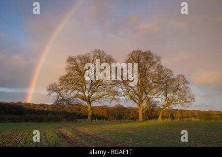 Ein Winter Regenbogen leuchtet den Abendhimmel auf Ackerland in der Nähe von Henley-on-Thames Stockfoto