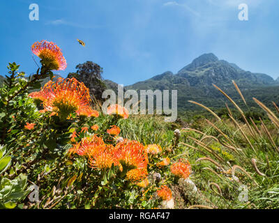 Red Protea in Kirstenbosch, Kapstadt vor der Kulisse des Tafelbergs, Südafrika. Nadelkissen Blume im Botanischen Garten Kirstenbosch, Kapstadt zu Stockfoto