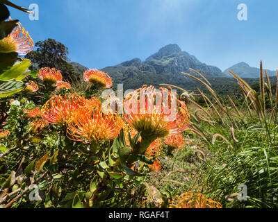 Red Protea in Kirstenbosch, Kapstadt vor der Kulisse des Tafelbergs, Südafrika. Nadelkissen Blume im Botanischen Garten Kirstenbosch, Kapstadt zu Stockfoto