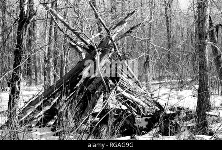 Die Seele eines Baumes ist nicht verloren, wenn er fällt, wird es Naturen Kunstform. Stockfoto