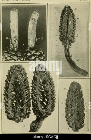 . Bulletin der US-Landwirtschaft. Landwirtschaft. j|. 243, US, Abt. Landwirtschaft Platte II. Abb. 1.- Übersicht Stiele von Käfer getötet - Zucker - tannenzapfen nach dem Kegel vom Baum gefallen sind: a, Eingang Löcher, Pitch-Rohr durch Käfer gemacht. Abb. 2. - ein Käfer - angegriffen Zucker - Pine Cone, um mal zu zeigen, Tunnel und ei Galerie der Kegel Käfer: a, Eingang; 6, ei Galerie; c, Erweiterung der ei Galerie Oberfläche, wo nach Austritt. Abb. 3.-verdorben Zucker - Pine Cone, um mal zu zeigen, Entwicklung brütet der Kegel Käfer. Larven und Jungtiere wie gefunden Julv 9, 1914. Abb. 4.-verdorben Zucker-pi Stockfoto