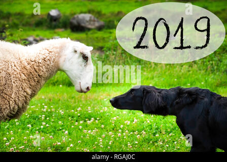 Hund trifft Schafe, Text 2019, Norwegen, schöne Landschaft Stockfoto