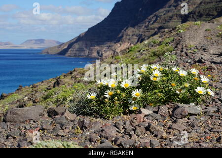 Asteriscus schultzii, Riscos de Famara, mit Blick nach La Graciosa, Lanzarote, Kanarische Inseln, Spanien Stockfoto