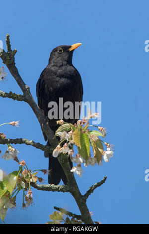 Eurasischen Amsel/gemeinsame Amsel (Turdus merula) männlich in Blüte Frucht Baum im Frühjahr gehockt Stockfoto