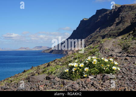 Asteriscus schultzii, Riscos de Famara, mit Blick nach La Graciosa, Lanzarote, Kanarische Inseln, Spanien Stockfoto