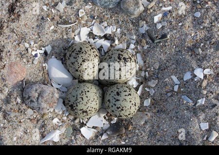 Gemeinsame ringed plover (Charadrius hiaticula) Kupplung von vier Eier im Nest auf Sand am Strand im Frühling/Sommer Stockfoto