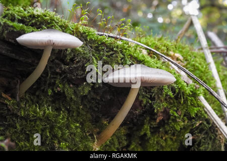 Zwei weiße Pilze und Moos wachsen auf dem Waldboden Stockfoto