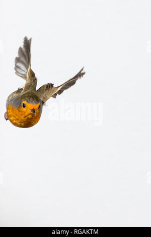 Rotkehlchen, fliegend, im Flug, Flugbild, Erithacus rubecula, Robin, Robin, Robin redbreast, Flug, Fliegen, Le Rouge-Gorge familier Stockfoto