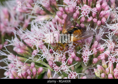 Igelfliege, Raupenfliege, Tachina Fera, Tachinid Fly, parasitische fliegen, la Tachinaire Sauvage, Tachinidae, Raupenfliegen, Igelfliegen, Schmarotzerfliegen Stockfoto