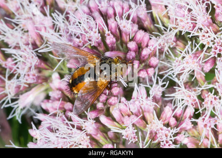 Igelfliege, Raupenfliege, Tachina Fera, Tachinid Fly, parasitische fliegen, la Tachinaire Sauvage, Tachinidae, Raupenfliegen, Igelfliegen, Schmarotzerfliegen Stockfoto