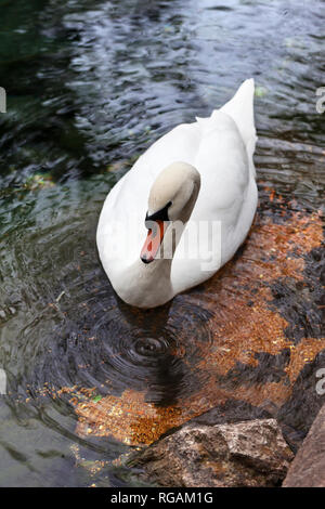 Weißer Höckerschwan schwimmt auf See und Kreise auf klares Wasser Oberfläche Stockfoto