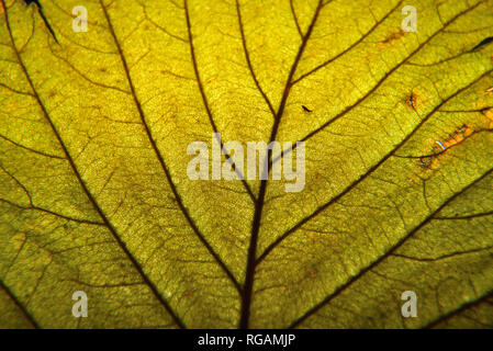 Herbst Blätter Makro. Blattadern hautnah. Stockfoto
