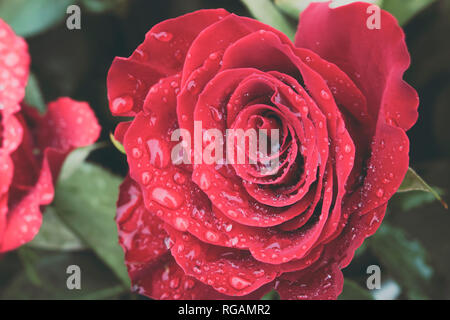 In der Nähe der schöne rote Rose in voller Blüte in Wassertropfen von morgens Tau. Liebe und romantische Konzept. Stockfoto