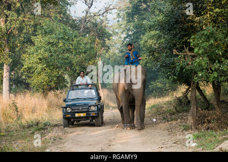 Safari Jeep vorbei Mahouts reiten Elefanten im Rajaji Nationalpark, Uttarakhand, Inda Stockfoto