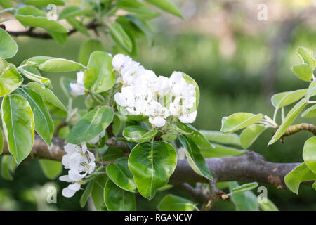 Pyrus Communis "Beurre Hardy' Spalier wachsen in einem englischen Obstgarten. Pear Blossom. Stockfoto