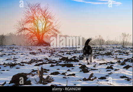 Siberian Husky Hund Schwarz und Weiß mit blauen Augen im Winter Stockfoto