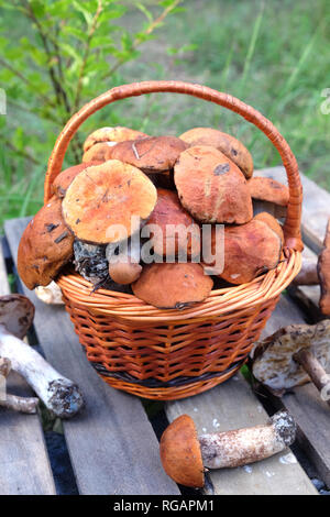 Noch immer leben viele essbare Pilze in Braun Weidenkorb auf holztisch Nahaufnahme. Vorderansicht im Freien gegen grüne Gras Stockfoto