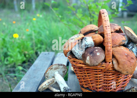Stillleben mit Getreide der viele essbare Pilze in Braun Weidenkorb auf holztisch Nahaufnahme. Seitenansicht im Freien vertikalen gegen grüne Gras Stockfoto