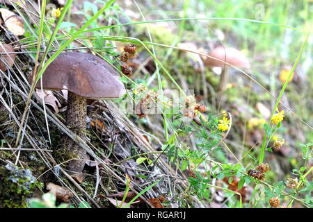 Genießbare Pilz. Braun cap Steinpilze wachsen auf Wald Hang in Moos auf Herbst Tag horizontale Ansicht Nahaufnahme Stockfoto