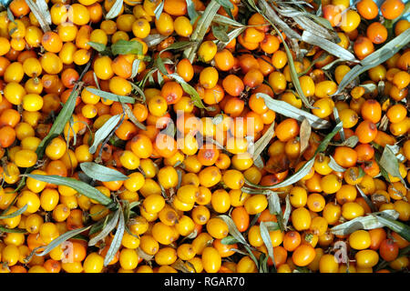 Viele heilende Reife orangen Beeren Sanddorn als Hintergrund der Ansicht von oben closeup Stockfoto