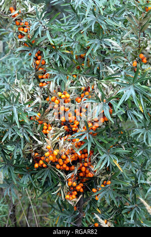 Viele heilende Reife orangen Beeren Sanddorn auf Baum brunches Vorderansicht Nahaufnahme Stockfoto