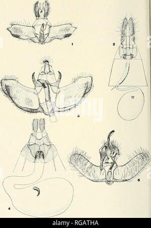 . Bulletin des südlichen Kalifornien Akademie der Wissenschaften. Wissenschaft; Naturgeschichte; Natural History. Bull. Also... Cal. Acad. Sci., v. 39, Pt. 2. Hinweise auf N. bin. Microlepid.- Biisck. Platte 14 98. Bitte beachten Sie, dass diese Bilder sind von der gescannten Seite Bilder, die digital für die Lesbarkeit verbessert haben mögen - Färbung und Aussehen dieser Abbildungen können nicht perfekt dem Original ähneln. extrahiert. Südkalifornien Akademie der Wissenschaften. Los Angeles, Calif.: Die Akademie Stockfoto