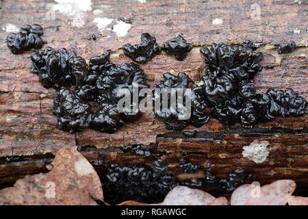 Exidia glandulosa auch schwarze Hexen Butter Pilz bekannt Stockfoto