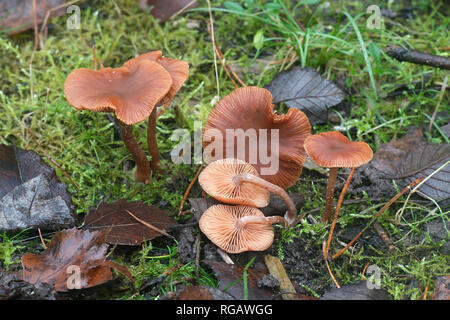 Tubaria furfuracea, allgemein bekannt als die scurfy twiglet Stockfoto