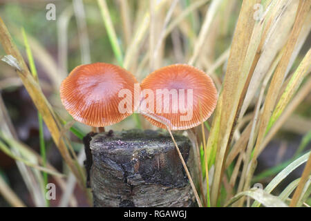 Tubaria furfuracea, allgemein bekannt als die scurfy twiglet Stockfoto