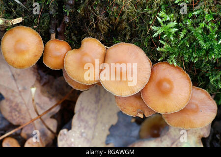 Tubaria furfuracea, allgemein bekannt als die scurfy twiglet Stockfoto