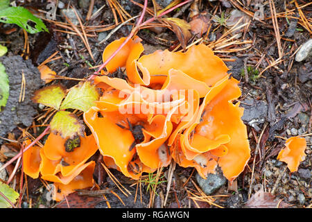Orange Peel cup Pilz, Aleuria aurantia Stockfoto