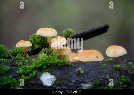 Enokitake, Flammulina velutipes, auch genannt futu, Meeresfrüchte pilze, pilz, Winter Winter Pilz, samt Fuß, samt Stengel oder samt Schaft Stockfoto