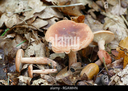 Lactarius quietus, Oakbug Milkcap Pilz Stockfoto