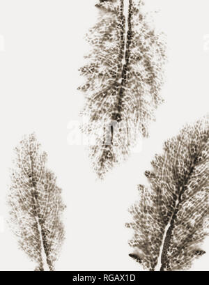 Sepia, Fotogramm einer Serie von Bildern genannten natürlichen Formen Stockfoto