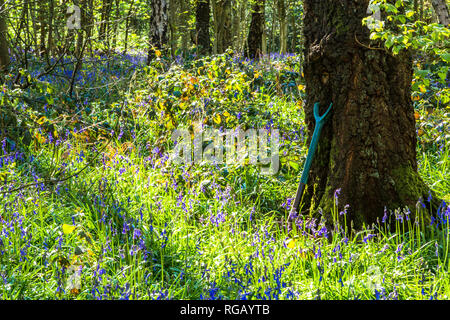 Bluebells auf dem Waldboden in einem Land Park in Dudley, Großbritannien. Stockfoto