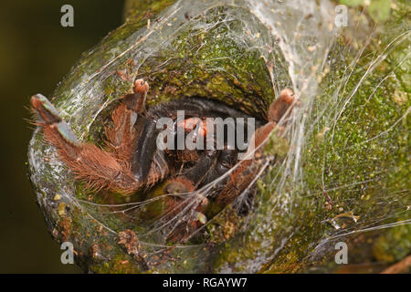 Panama Blond Tarantula (Psalmopoeus pulcher) am Eingang zu seinem Loch, Nahaufnahme, Reißzähne, Panama, Oktober Stockfoto