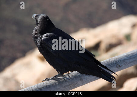 Kolkrabe Corvus Corax sitzen auf einem Zaun in Spanien Stockfoto