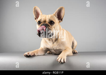 Französische Bulldogge (Rüde, 2 Jahre alt) fotografiert in Großbritannien. Stockfoto