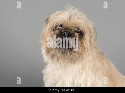 Pug-zu Pet Portrait (Hybrid zwischen einem Pug und einem Shih Tzu), männlich, 1 Jahr alt, UK. Stockfoto