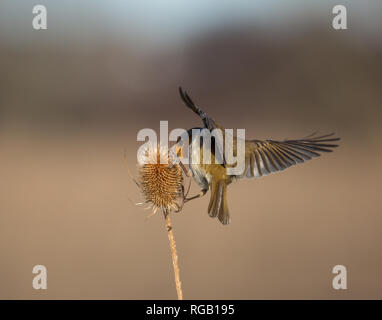 Rückansicht Nahaufnahme, wilder UK Rotkehlvogel (Erithacus rubecula) isoliert im Freien, der sich auf stacheligen Teelackflügeln weit verbreitet ernährt. Robin im Detail von hinten Stockfoto