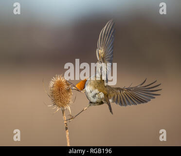 Rückansicht Nahaufnahme, wilder UK Rotkehlvogel (Erithacus rubecula) isoliert im Freien, der sich auf stacheligen Teelackflügeln weit verbreitet ernährt. Robin im Detail von hinten. Stockfoto