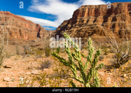 Dornigen Kakteen wachsen in der Wüste von Grand Canyon Stockfoto