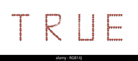 Kunst Stillleben Farbe Bild des Wortes Liebe von Blumen / Blume konstruierte Zeichen/Buchstaben aus Rosenblüten Makros auf weißem Hintergrund Stockfoto