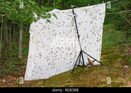 Periodische Zikaden hatchinga und Kriechen bis auf Blatt an Quecksilberdampf Licht Setup für nightlighting für Motten bedeutete. Powells Tal, Pennsylvania, Ju Stockfoto