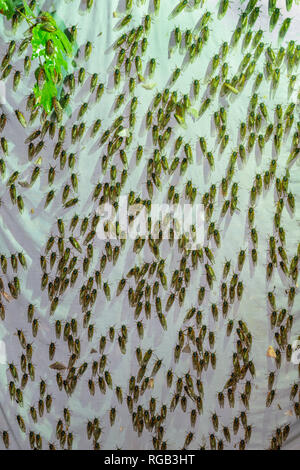 Periodische Zikaden geschlüpft Erwachsene angezogen Quecksilber Dampf Beleuchtung setup ursprünglich für die Anziehung von Motten bedeutete. Powells Tal, Pennsylvania, Juni. Stockfoto