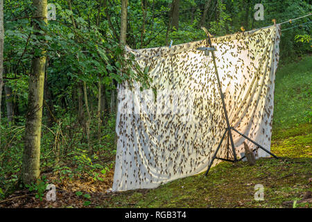 Periodische Zikaden geschlüpft Erwachsene angezogen Quecksilber Dampf Beleuchtung setup ursprünglich für die Anziehung von Motten bedeutete. Powells Tal, Pennsylvania, Juni. Stockfoto