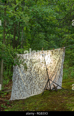 Periodische Zikaden geschlüpft Erwachsene angezogen Quecksilber Dampf Beleuchtung setup ursprünglich für die Anziehung von Motten bedeutete. Powells Tal, Pennsylvania, Juni. Stockfoto