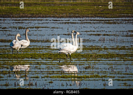 Schwäne in Staten Island erhalten, Kalifornien Stockfoto